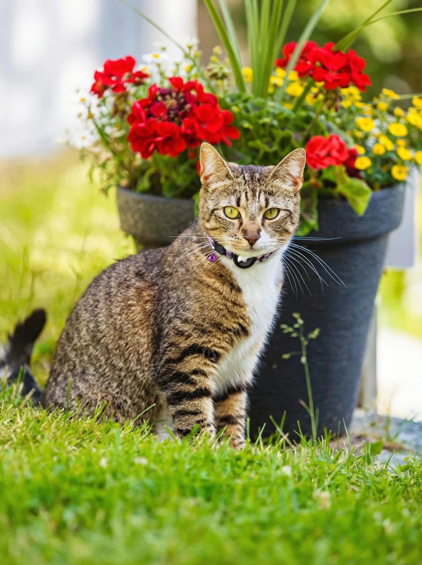 Obroża GPS Dla Kotów | Obroża Z Lokalizatorem-Pet Collar-Polizatto